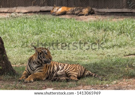 Bangal tiger in the zoo