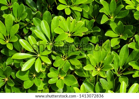 background with green leaves in garden.
