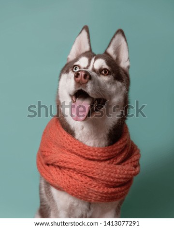 Adorable Siberian Husky dog with warm orange scarf on turquoise background