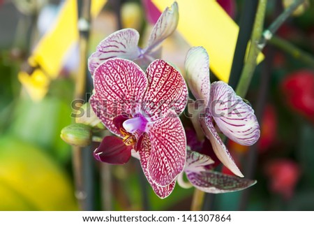 Exotic Orchid Phalaenopsis cultivar on street market in Limassol,Cyprus
