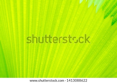 Straight lines pattern of fresh green leaves for background.