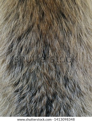 Animal Fur Texture of Wolf or Fox extreme closeup                               