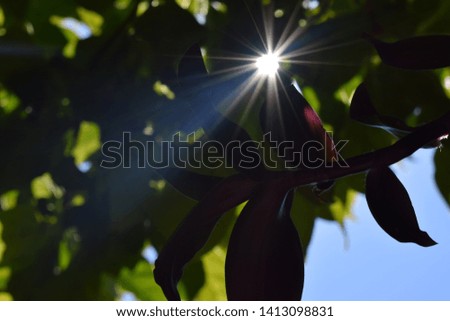 sun shinning through the tree branches