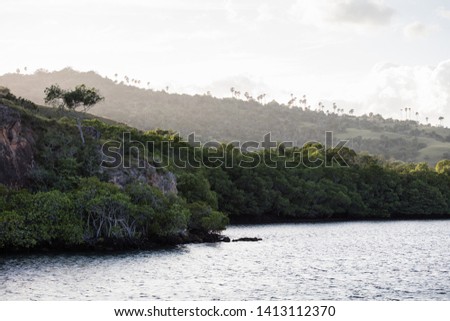 Mangrove forest fringes the island of Rinca in Komodo National Park, Indonesia. A population of Komodo dragons live on this large island. 