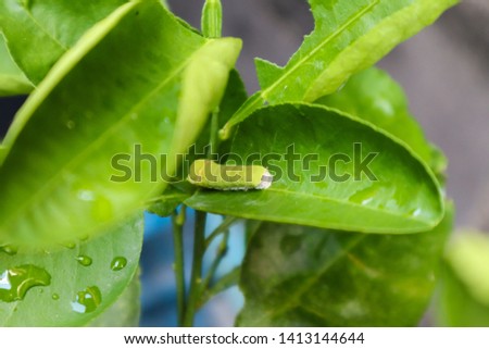 Caterpillar or leaf worm on the leaves