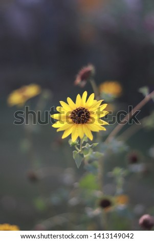A very beautiful picture of a sunflower. 