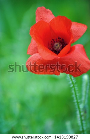 Poppy flower in the garden green background