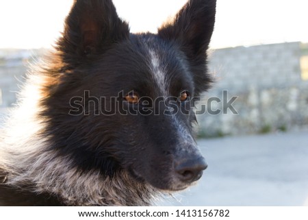 Best human Friend, portrait of a dog with orange eyes