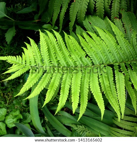 macro Photo of green fern petals. The plant fern blossomed. Fern on the background of green plants. Royalty-Free Stock Photo #1413165602