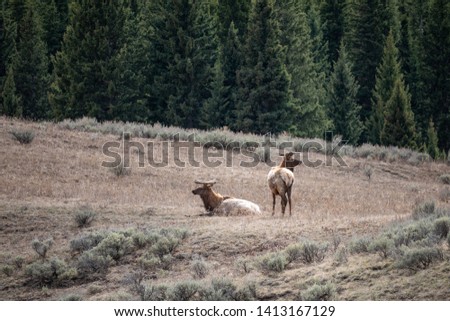 Herd of Elk at Yellowstone National Park