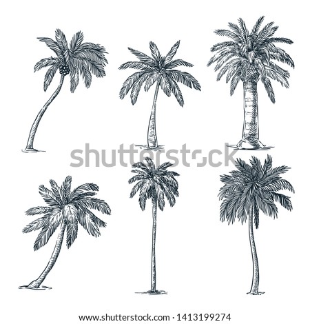 Tropical coconut palm trees set, isolated on white background. Vector sketch illustration. Hand drawn tropical plants and summer floral design elements.