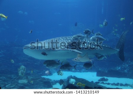 Whale Shark picture in an Aquarium