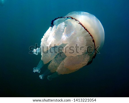 great barrel jellyfish or dustbin-lid jellyfish or frilly-mouthed rhizostoma pulmo true jellyfish class scyphozoa is gently carried away by the sea current Royalty-Free Stock Photo #1413221054