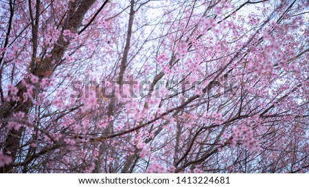 Big tree view of Thai cherry blossoms Pink at Phum Lom Lo National Park, Phetchabun - photo