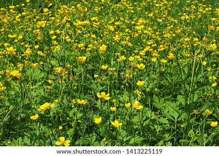 Glade of different flowers and grass, ears of grass are many greens, wildlife in the forest