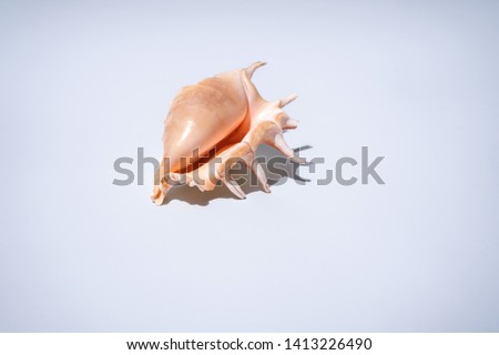 The seashell will remind me of the beginning of the swimming season. The photo shows a pearl sea shell close-up on a white background.