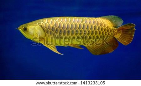 Golden Dragon Fish isolated in blue background.