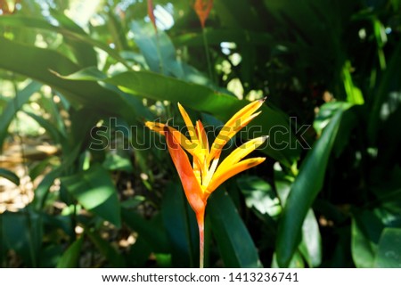 Heliconia Golden Torch with green leaves background