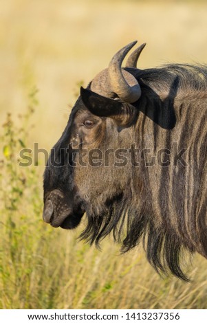 A close up portrait of a very nervous wildebeest 