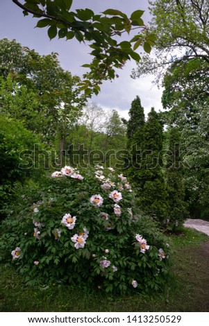 White tree Moutan peony flowers bush blooming in a city park