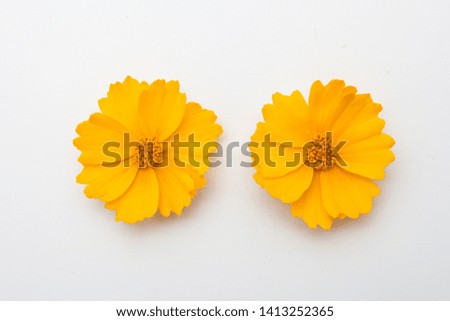 Top view of yellow flower for design isolated
