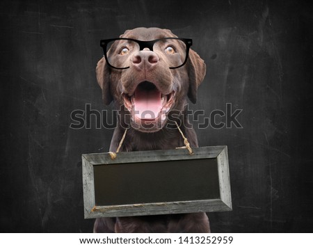 Dog school teacher with nerd glasses against blackboard with empty sign board as collar around his neck with space for own text
