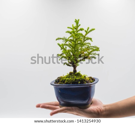 Mini Japanese Bonsai Tree in Woman Hand Isolated on White Background. Picture for Nature Concept.