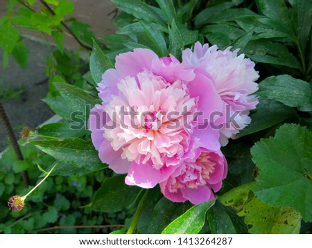               flower peony red and pink blossomed                 