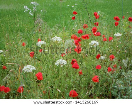 Poppy flower field with white flowers in front of Hungarian Parliament
