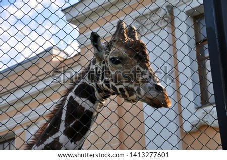 Giraffe at the zoo, behind the cage. Close up photography