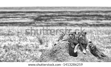 Two Cheetahs relaxing on termite hill