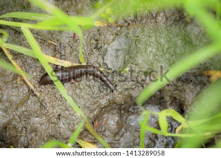 Leeches are segmented parasitic or predatory worms - perfect macro details Royalty-Free Stock Photo #1413289058
