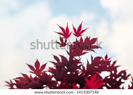 Red maple leaves in autumn season with blue sky blurred background