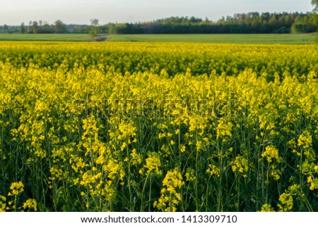 A field of rapeseed plants with trees on horizon. 
