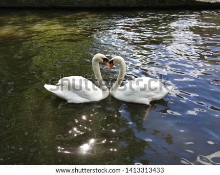 Two swans forming a heart