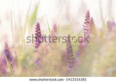 Scenic nature summer background of wild meadow flowers and grass at evening. Soft focus dreamlike image at sunny sunset time. Fairytale landscape.