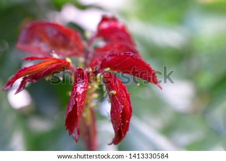Red and green rose leaves covered with small plant louse