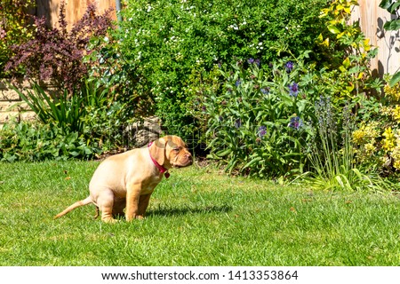 dogue house