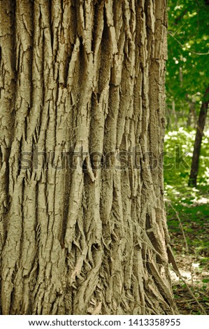 Close up trees trunks or branches texture and background
