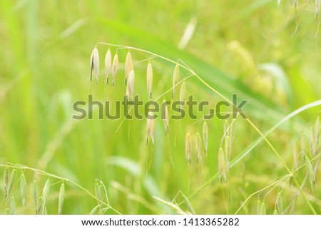 Wild oat growing in the field.