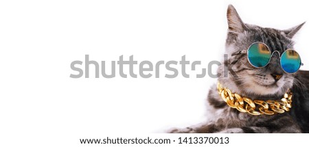Grey American short hair cat face with glasses and gold necklace. Copy space text.