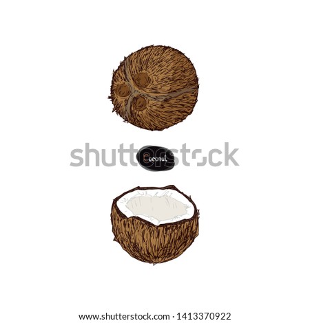 Hand drawn sketch style ripe and half coconut on white background. Color illustration. 