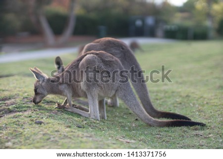 A pair of kangaroos in Australia