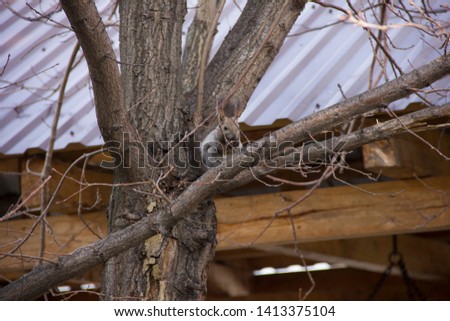 gray squirrel sitting on the branches of a tree without leaves. . Animals in the park or garden.
