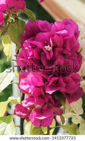 view close-up of a sprig of bougainvillea