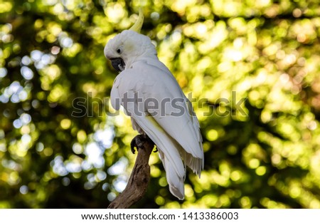 Shot of Bird with trees