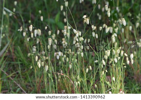 Big quaking grass (Briza maxima) Royalty-Free Stock Photo #1413390962