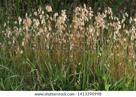 Big quaking grass (Briza maxima) Royalty-Free Stock Photo #1413390998