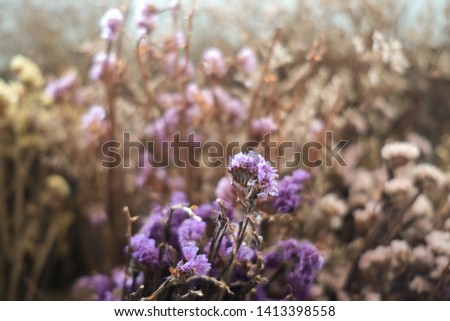 Multi color dried flowers blooom