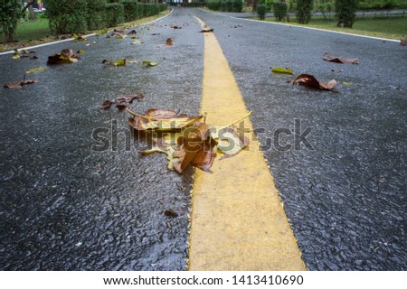 Road with painted yellow line and dry tree leaves after rain.